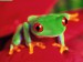 tree_frog_1